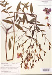 000014340-thumbnail.jpg