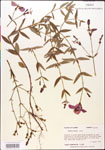 000014342-thumbnail.jpg