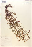 000014350-thumbnail.jpg