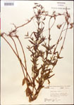 000014351-thumbnail.jpg