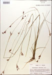 Rhynchospora