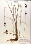 000014374-thumbnail.jpg