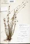 Rhynchospora