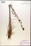 000014449-thumbnail.jpg