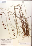 Rhynchospora