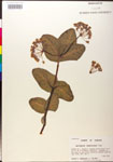 Asclepias