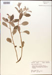 000014593-thumbnail.jpg