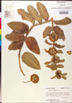 000014802-thumbnail.jpg