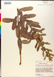 000014804-thumbnail.jpg