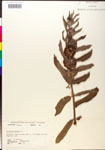 000014806-thumbnail.jpg