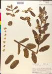 000014807-thumbnail.jpg
