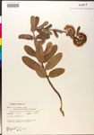 000014809-thumbnail.jpg