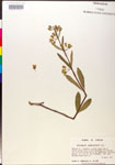 Asclepias
