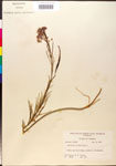 Asclepias