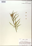 000014982-thumbnail.jpg