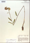 000014985-thumbnail.jpg