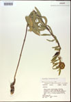 000014989-thumbnail.jpg