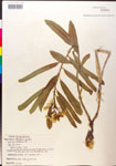 000014993-thumbnail.jpg