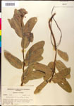 000014995-thumbnail.jpg