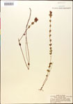 000015032-thumbnail.jpg