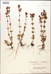 000015037-thumbnail.jpg
