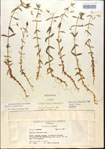 Gratiola