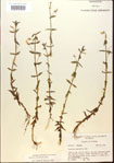 000015060-thumbnail.jpg