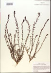 000015063-thumbnail.jpg