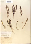 000015076-thumbnail.jpg