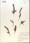 000015077-thumbnail.jpg
