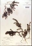 000015080-thumbnail.jpg