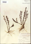 000015081-thumbnail.jpg