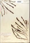000015087-thumbnail.jpg