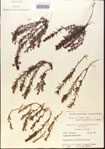 000015089-thumbnail.jpg