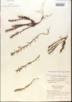 000015091-thumbnail.jpg
