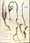 000015098-thumbnail.jpg