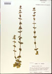 000015101-thumbnail.jpg