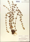 000015105-thumbnail.jpg