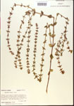 000015109-thumbnail.jpg