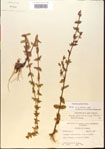 Gratiola