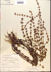 000015124-thumbnail.jpg