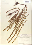 000015131-thumbnail.jpg
