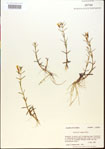 Gratiola