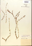 000015161-thumbnail.jpg
