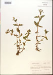 000015177-thumbnail.jpg