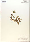 000015184-thumbnail.jpg