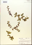 000015185-thumbnail.jpg