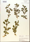 000015186-thumbnail.jpg