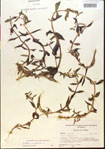 000015196-thumbnail.jpg