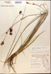 000015270-thumbnail.jpg